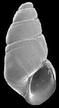 Odostomia verduini